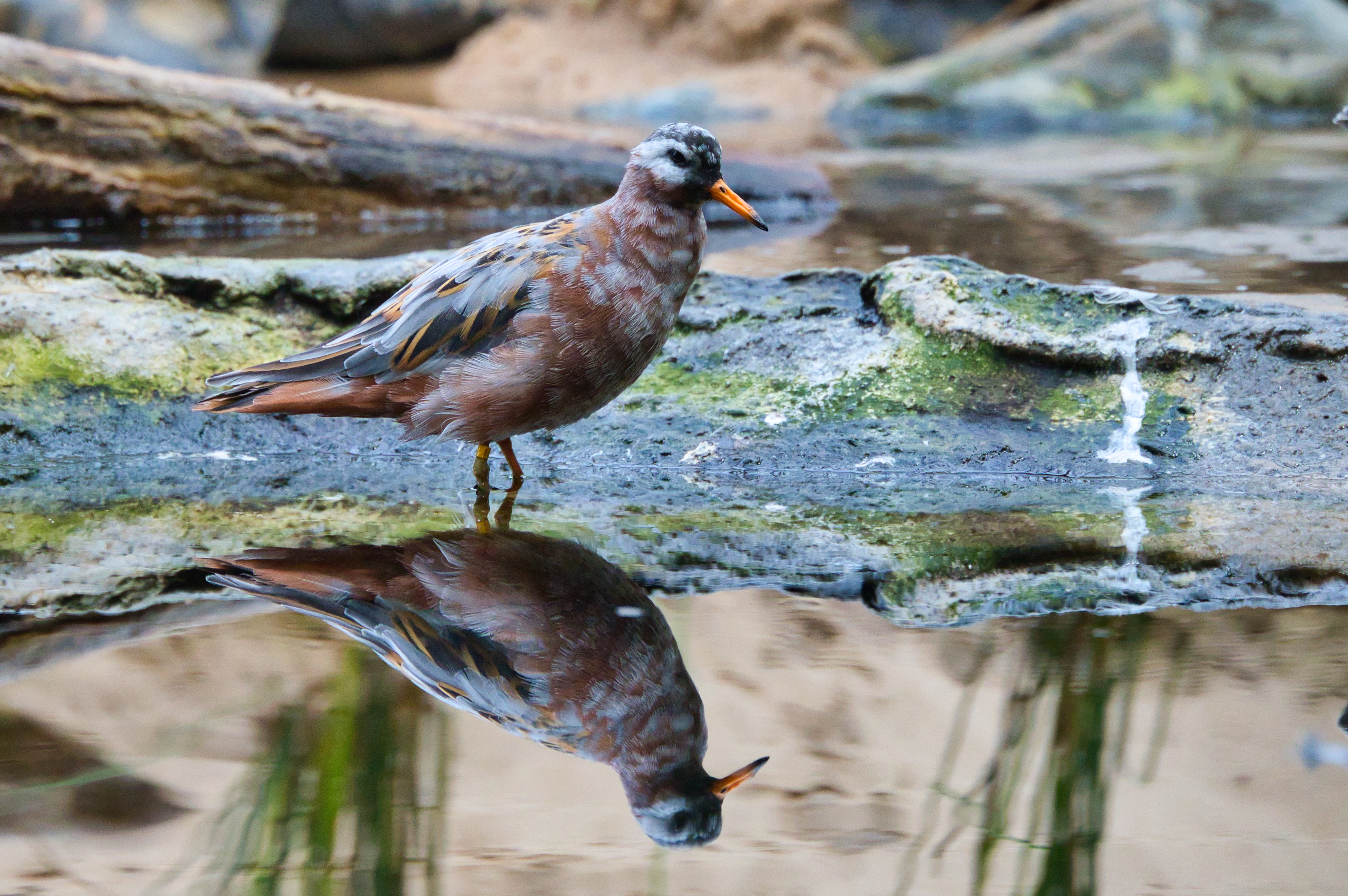 Red Phalarope